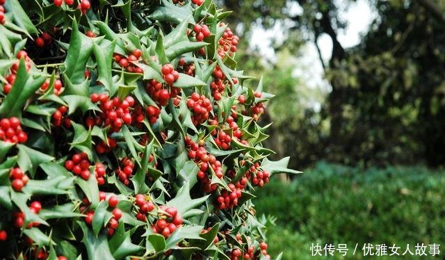  「老虎」它就是“老虎刺”，蛇见了都要躲着走，目前十分珍贵，遇见请珍惜！