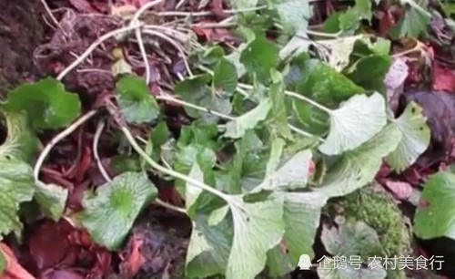 农村里“最娇贵”的蔬菜，保质期仅15分钟，日本一根卖200元