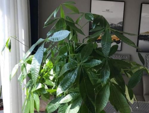  好多花友■在家养发财树，叶子老是爱发黄，告诉你几个小技巧，不黄叶长势旺