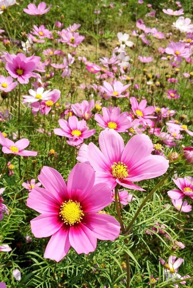  『花开满』长筒花,花色多样,花朵像长长的小喇叭,养护得当花开满盆!
