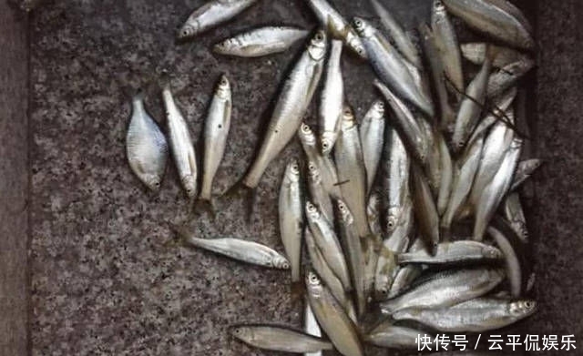 不折不扣:垂钓长江边,不折不扣的当了回“白条杀手”