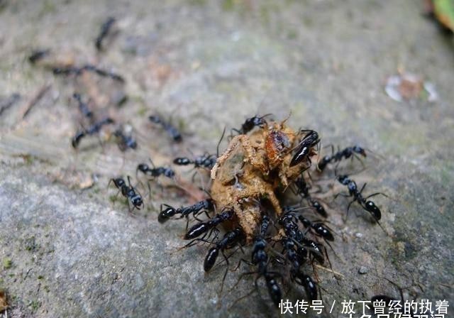  蚂蚁■农村的知了猴真的能吃吗？为什么洞里的蚂蚁不吃它呢？