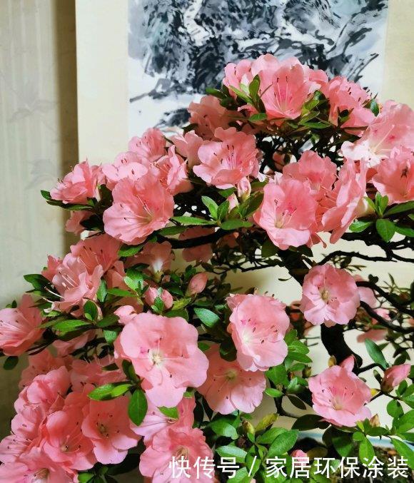 『养不活』气温回升,3种花卉不要买,黄叶,烂根,养不活,白花冤枉钱