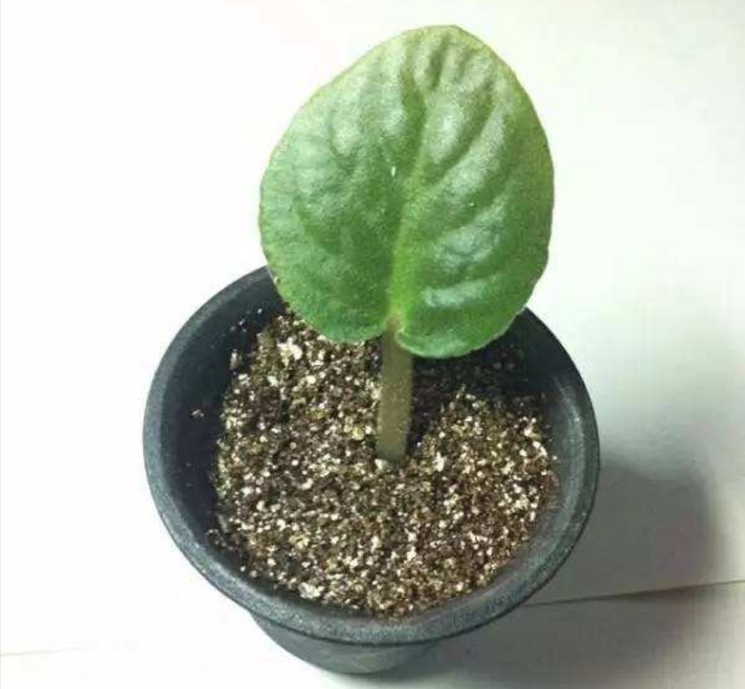  「修剪下来」家里养6种花，摘片叶子就能插活，学会了越养越多