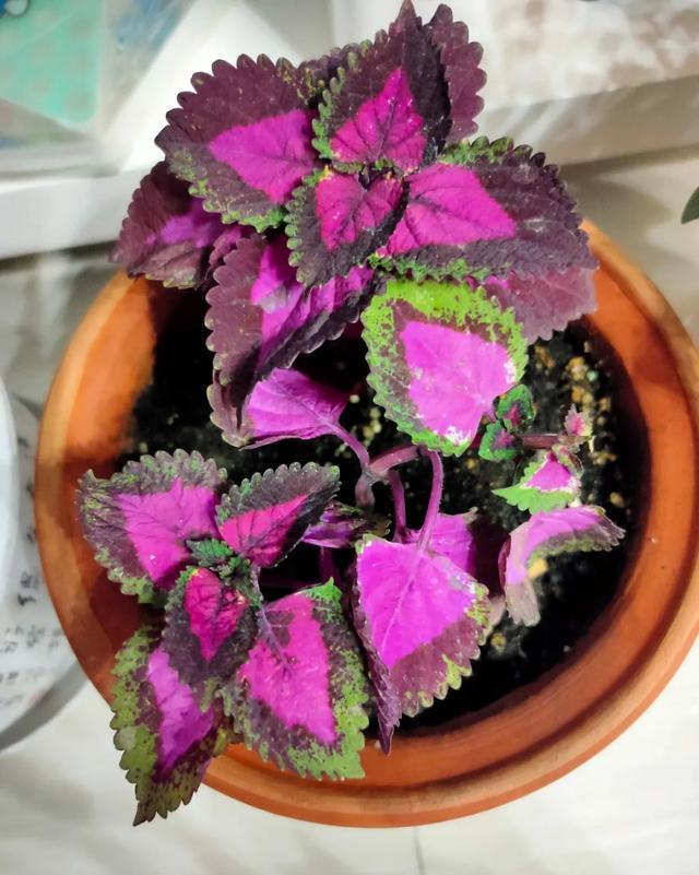  适合@10种适合室内的小众花，今年超流行，点缀家居，越养越精致