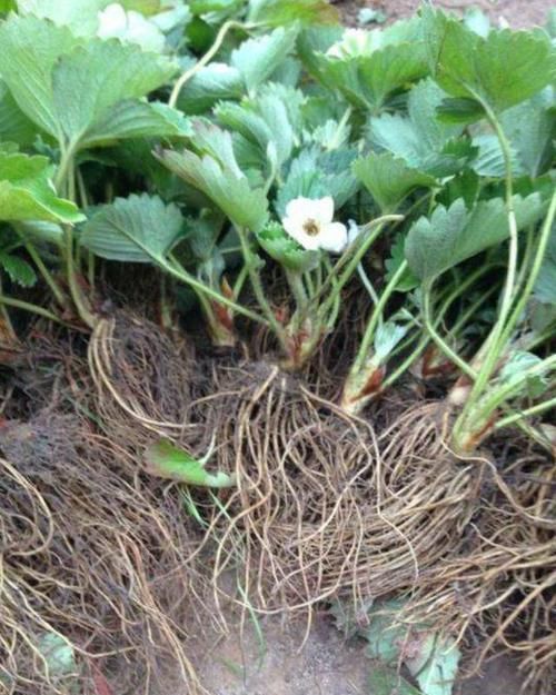  『草莓』在家养草莓盆栽，先了解这些养护小知识，能让你的草莓又大又甜
