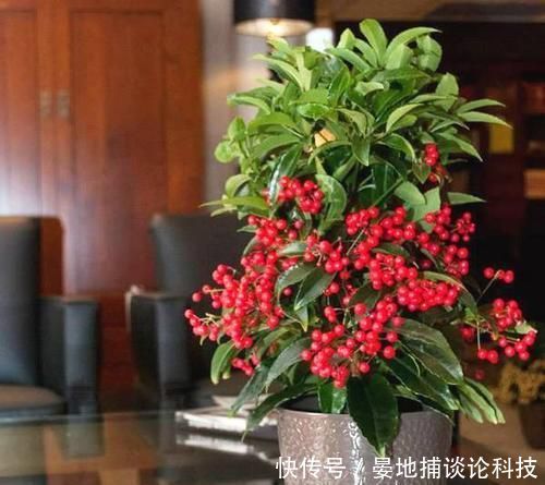 「名字」客厅摆上6种花,不仅养人还旺财,一听名字就是吉祥花