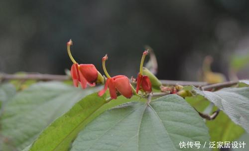 「鞭龙」它素有“鞭龙”之称,路人把它当野草,却不知它是一“珍宝”!