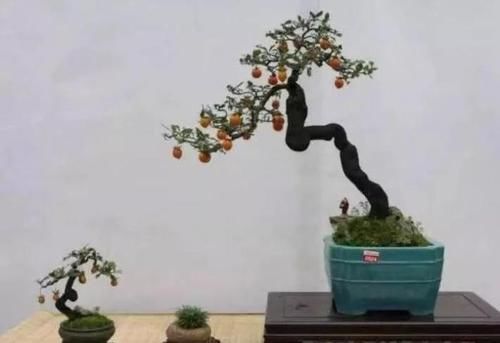  「身价」这六种植物越养越值钱，在家养几年，身价猛涨几倍！你家养了几种
