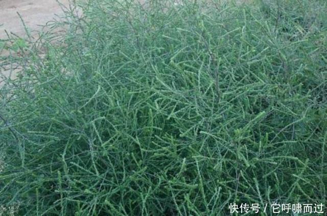 农村这种野草，以前农民用它泡水喝，其实它降血压效果特别好