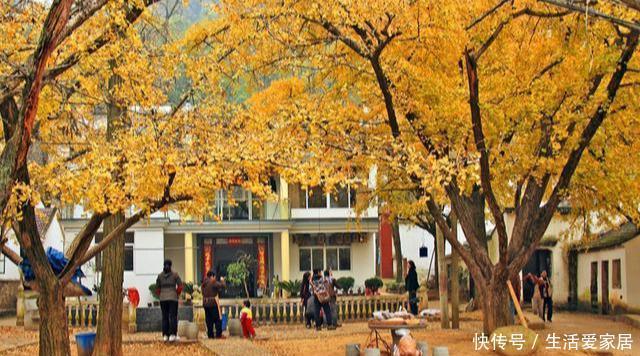 家里种|门前种3种树,家兴富三代,种错了,坏处多