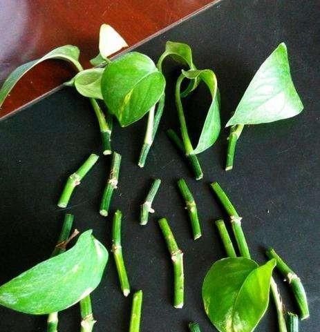  绿萝■绿萝扦插,生根慢?这样操作一下,快速生根,蹭蹭的长