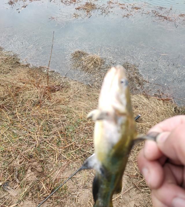  聚鱼|钓鱼记录，深水点 隔夜窝，聚鱼成群大板小爆