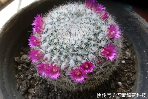 养护:她养了一盆仙人球,开出100朵小红花,美极了,邻居看来都羡慕!