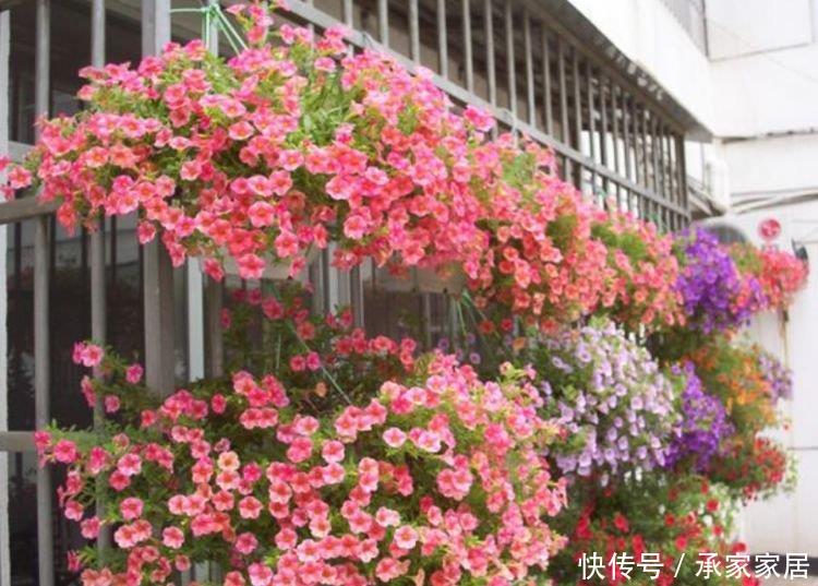 『快快』家养这些植物,阳台开出花海,一年四季可开花,快快养起来!