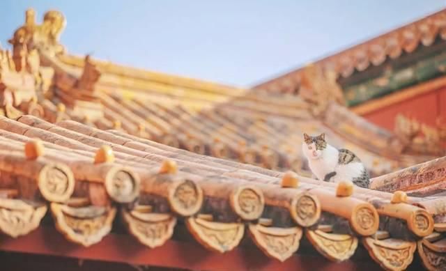 一年 30 多趟故宫，只为拍摄超赞「故宫猫咪图籍」！
