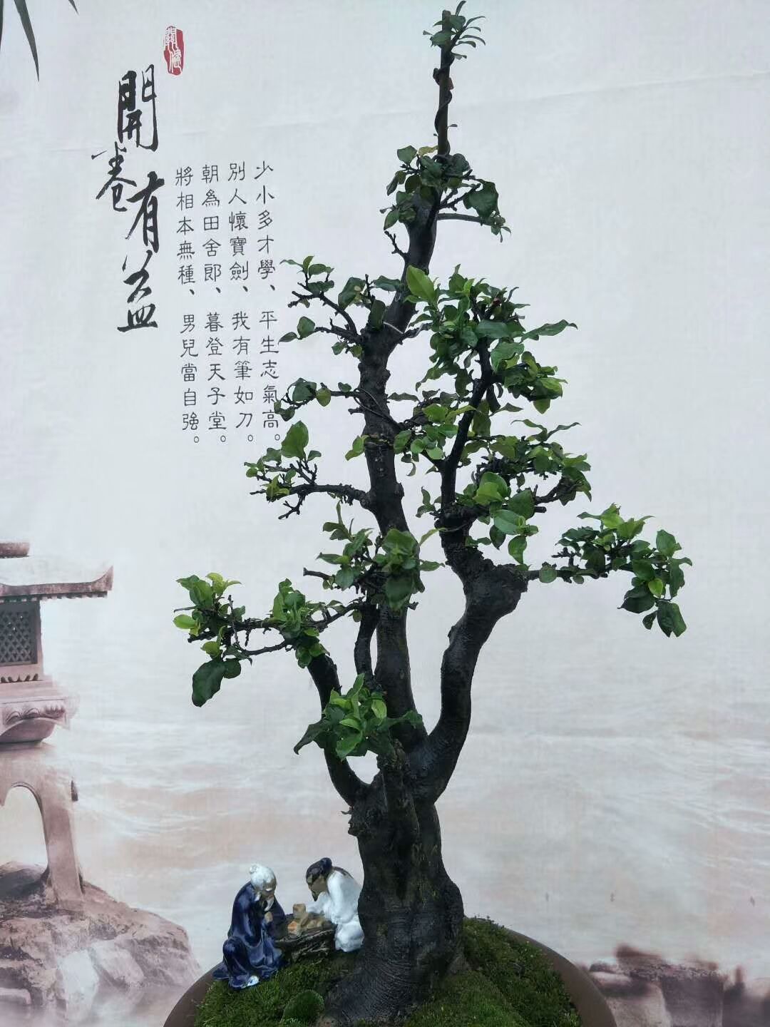 金弹子树桩盆景很有欣赏性，有的的确很美丽!