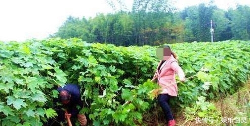 树干不值钱，果实有毒也不能吃，却被农民大量种植