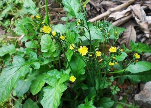 农村这草叫黄鹌菜，曾被农民当害草锄掉，如今是一种很好的中草药