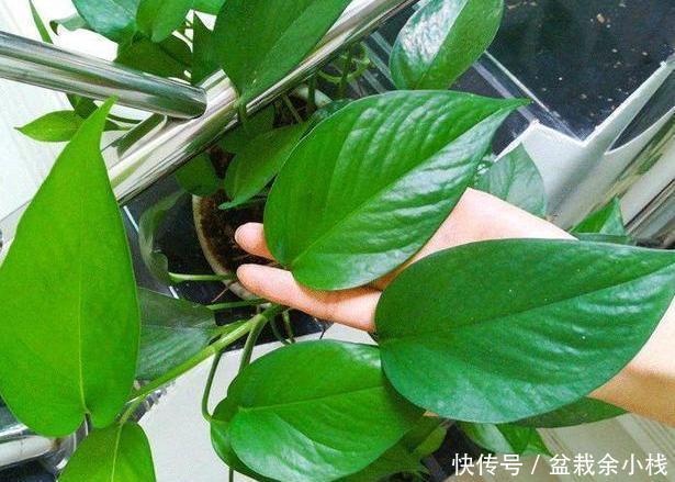  留言@花友留言：家里绿萝不好养？别怕，多关注3方面问题各个击破