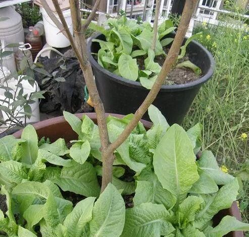  「种菜」在阳台花盆里种水果，果树下面种菜，收获好意外