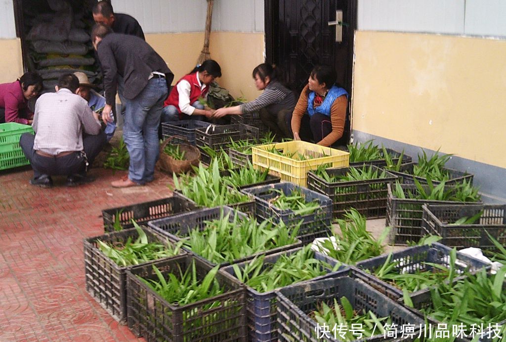  白芨|曾一斤卖300元，一亩地收入10万，商人靠卖苗赚了，农民却