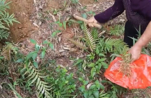山上形似“竹叶”的药材，根茎价值珍贵，是老农喝了30年的凉茶