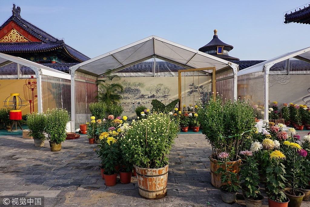 天坛公园菊花展即将开展 将展出各类菊花1500余盆