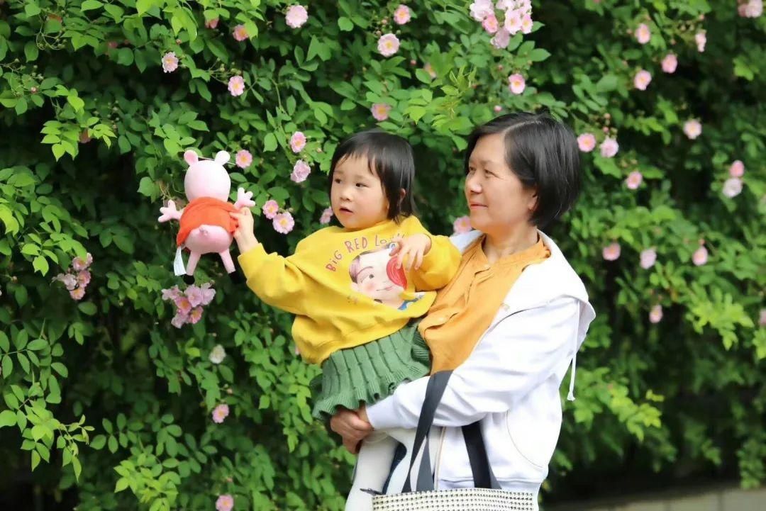  「打卡」蔷薇花开，待君归来|“云打卡”校园网红景点