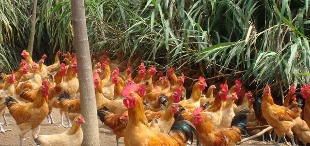  #经验#鸡业水很深，怎么能赚钱，分享我7年的养殖经验