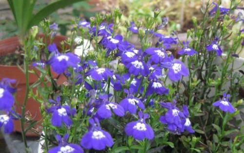  #朵花#家里养花必养此款花卉，四季常开花，一条枝百朵花，满屋花香四溢