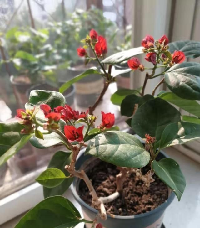  三角梅@三角梅只长叶子不开花，掌握4点，开花一簇一簇，爆满枝