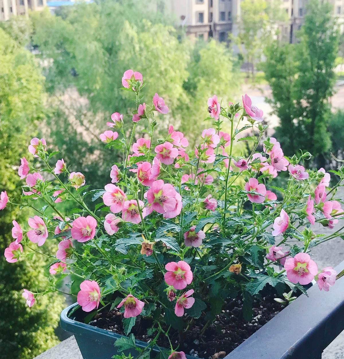  #栽培#此盆栽号称开花机器，周年开花，花多易爆盆，栽培容易，值得拥有