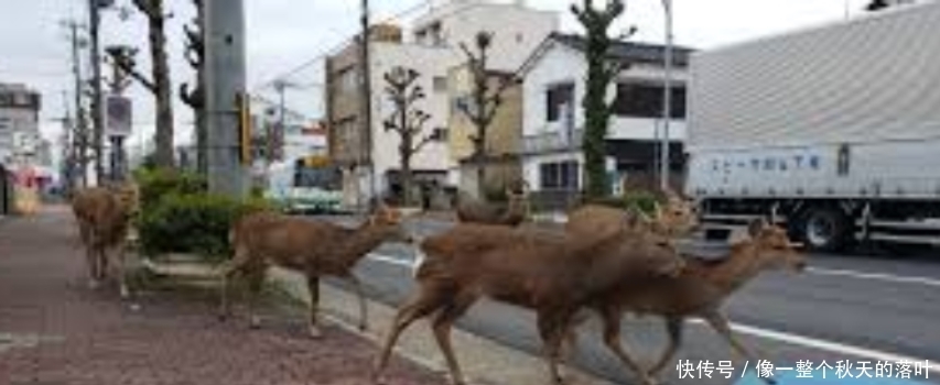 【鹿比人】鹿比人多因无人喂食, 奈良鹿涌入城区, 市民苦不堪言