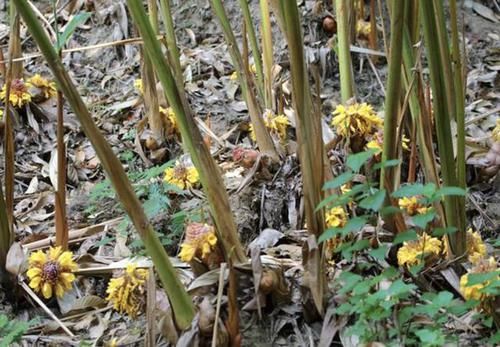  花友■在南方野地里，1种植物人称“草果”，看到要珍惜，不多见、珍贵