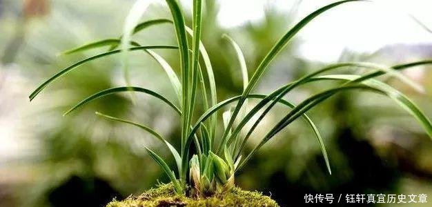 「深盆」野生兰花的根都不深,可为什么种植都用深盆这么说就明白了