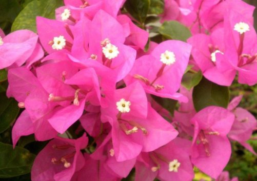  「盆栽」5款盆栽，好养易打理，花开一簇一簇，花色淡雅，适合小资情调