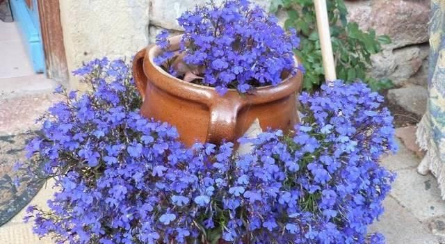  『锦簇』开花锦簇美不胜收，翠蝶花养护起来真简单，做成盆景真好看！