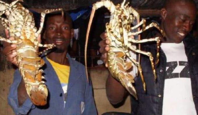 中国小伙到非洲旅游,买8只龙虾给老板800元,刚想走却被老板拉住