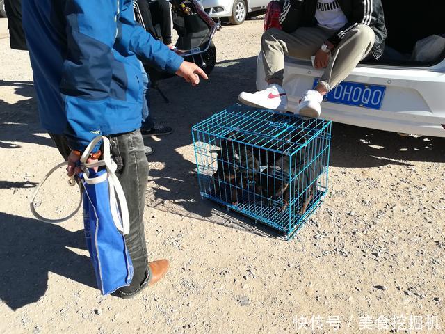 『男子』狗市:商贩报价六百的杜宾犬,男子却想二百购买一只?
