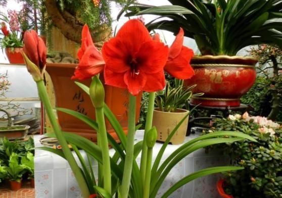  【夏季】朱顶红花败之后，运用这5个养护技巧，让来年开花数量变多