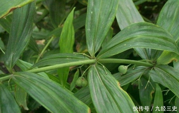  「见过」过去野外常见的一种植物，如今浑身是宝，不少农民靠种