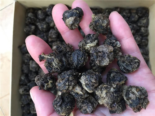 很多农村娃都怕它，皮是稀罕货，市场紧缺，农民却不爱搞养殖