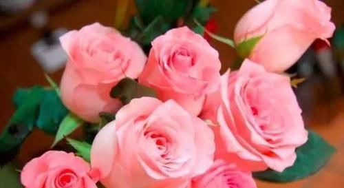  #粉嫩#喜欢菊花，不如养盆“精品玫瑰”戴安娜，花开粉嫩可爱，花开爆盆