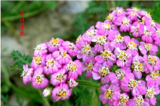  「誉为」这花，誉为花界“护士”，花色艳丽，盆栽一株摘点泡澡，发汗留香