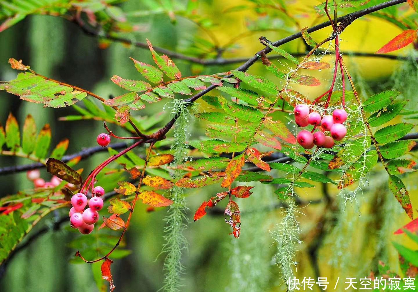 【绚烂】人间胜境香格里拉,藏着一座如水彩画般绚烂的宝藏公园,美如诗画