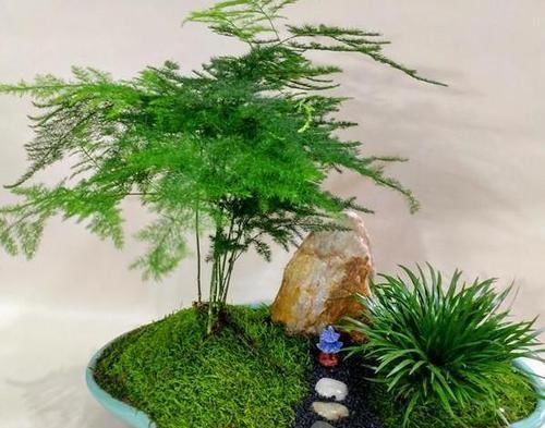  【合适】如何打理文竹合适又实用？4点做到位，植株枝叶繁茂、长得旺