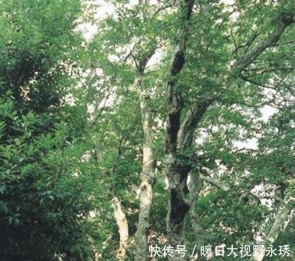  [我国]我国有棵树，全球仅此一棵，外国人想看，都还得来中国