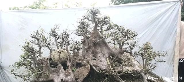 『朱立明』欣赏朱立明的盆景,学会体贴!