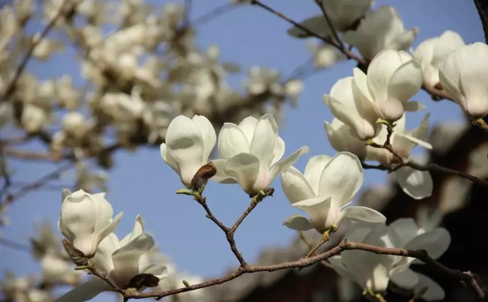  「今生」12种名花，如12位良师益友，与之相伴今生足矣！